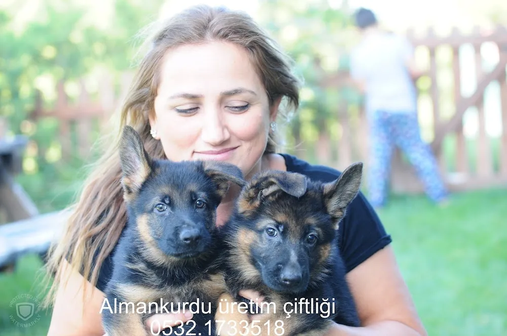 Labrador Almankurdu Hobi Köpek Çiftliği Çanakkale - Çanakkale pet otel