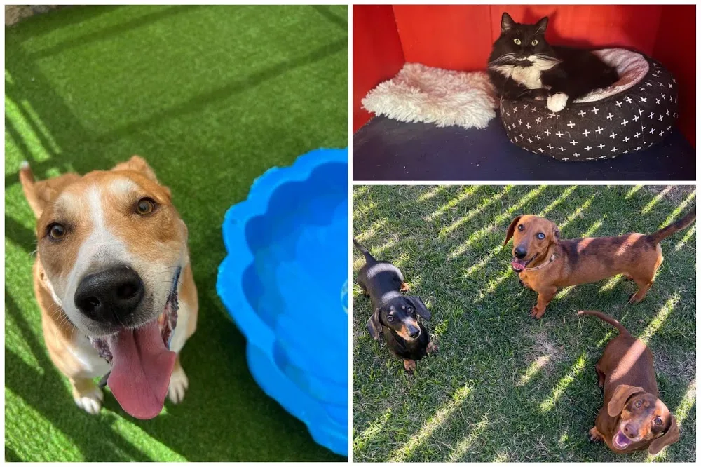 All Star Pet Resort - Lakes Creek pet otel