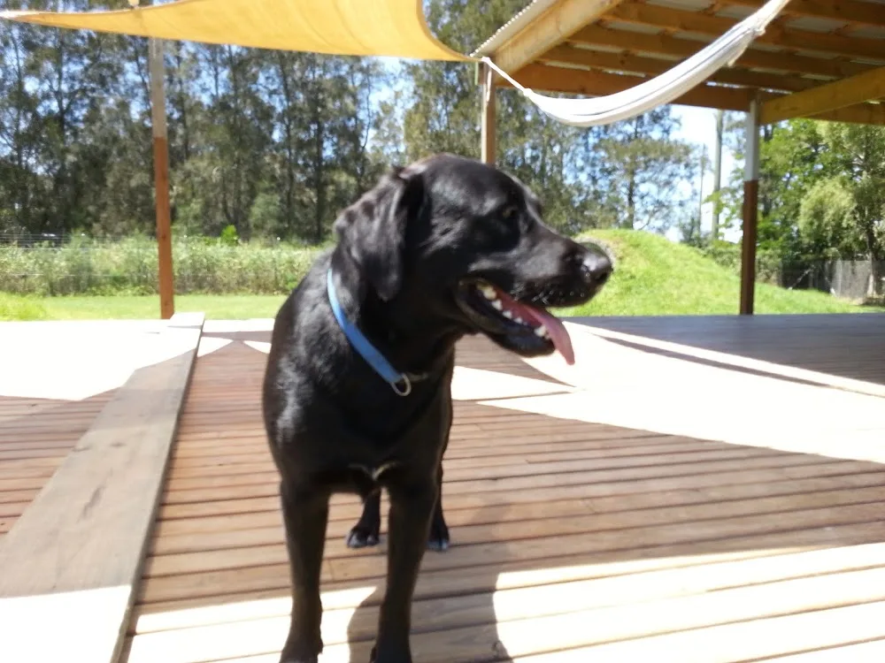 Calm Dog Boarding Kennels - Lakes Creek pet otel görseli 2