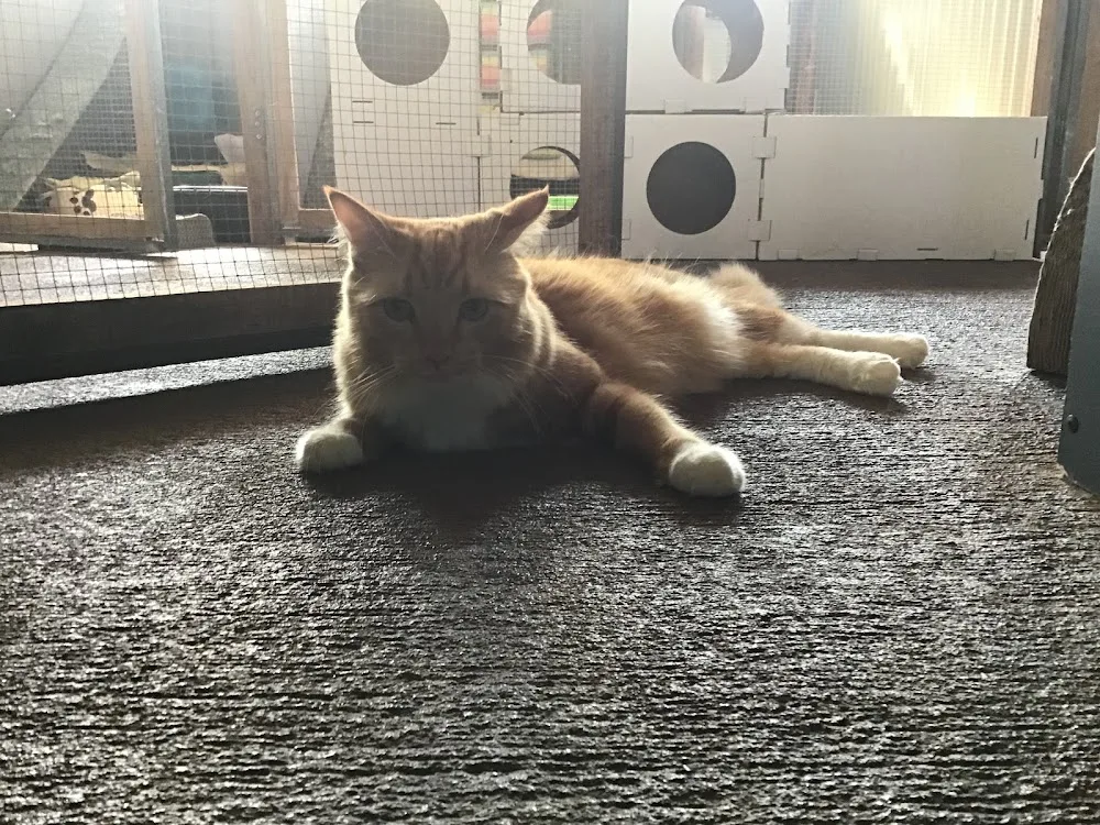 Holly's Hideaway Cattery - Lakes Creek pet otel görseli 3