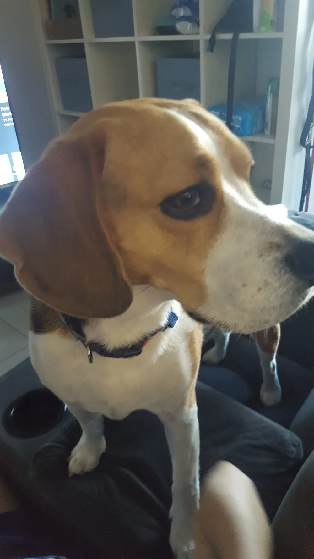 K9 Lodge - Lakes Creek pet otel