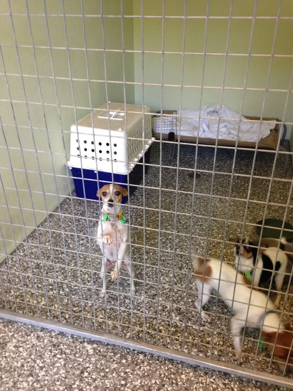 Kitts Katts Mutts and Pups Boarding complex - Lakes Creek pet otel