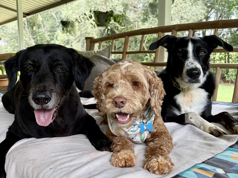 Lake Eacham Dog Sitting - Lakes Creek pet otel görseli 3