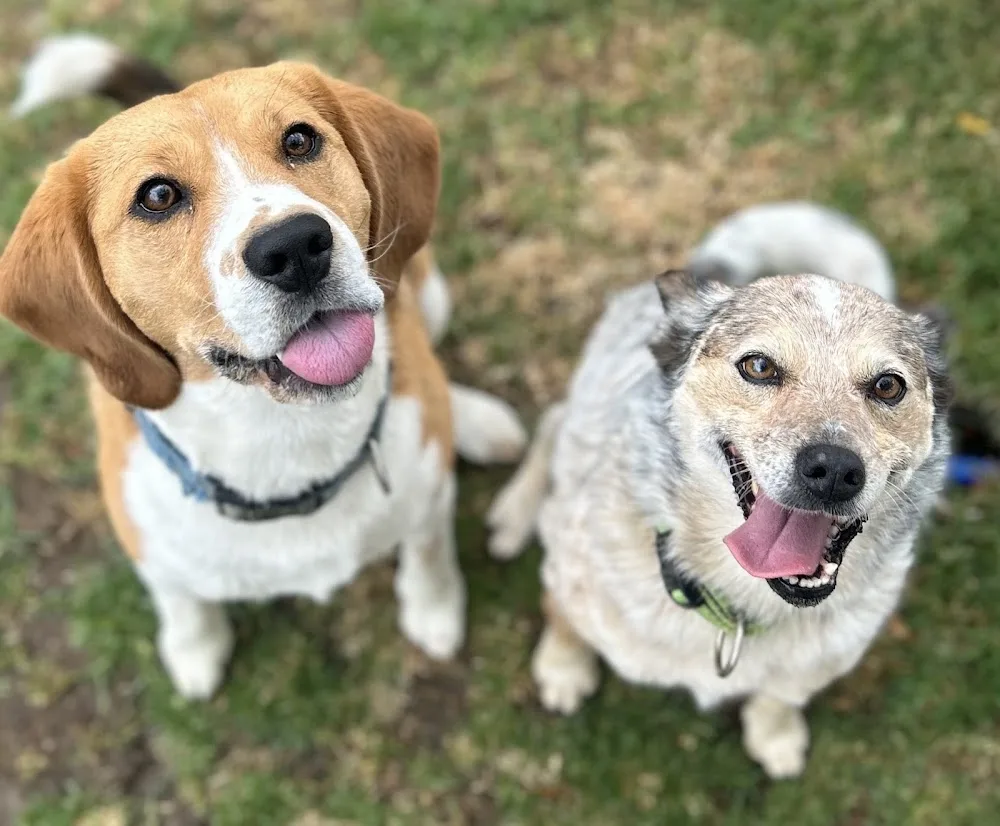 Murray Valley Pet Resort - Lakes Creek pet otel
