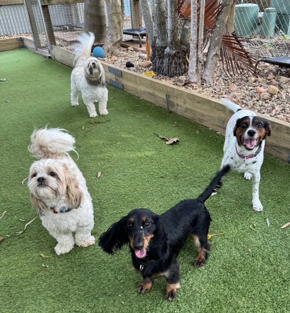Yeppoon Boarding Kennels & Cattery - Lakes Creek pet otel görseli 3