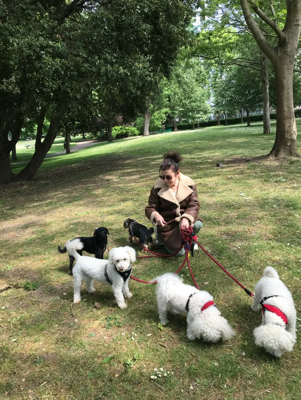 101 Friends For Every Dog - Clapham & Battersea - Lambeth pet otel