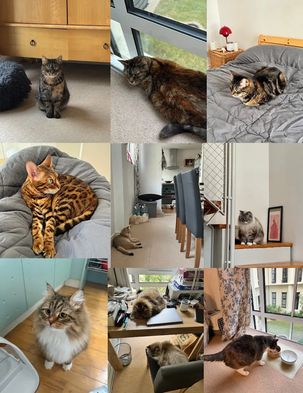 Cozy Cozy Cattery - Lambeth pet otel