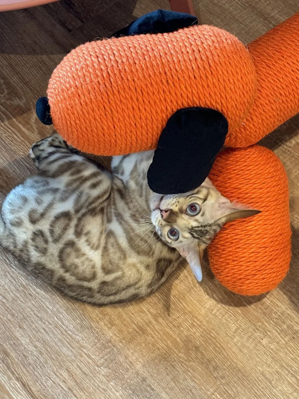 Cozy Cozy Cattery - Lambeth pet otel görseli 3