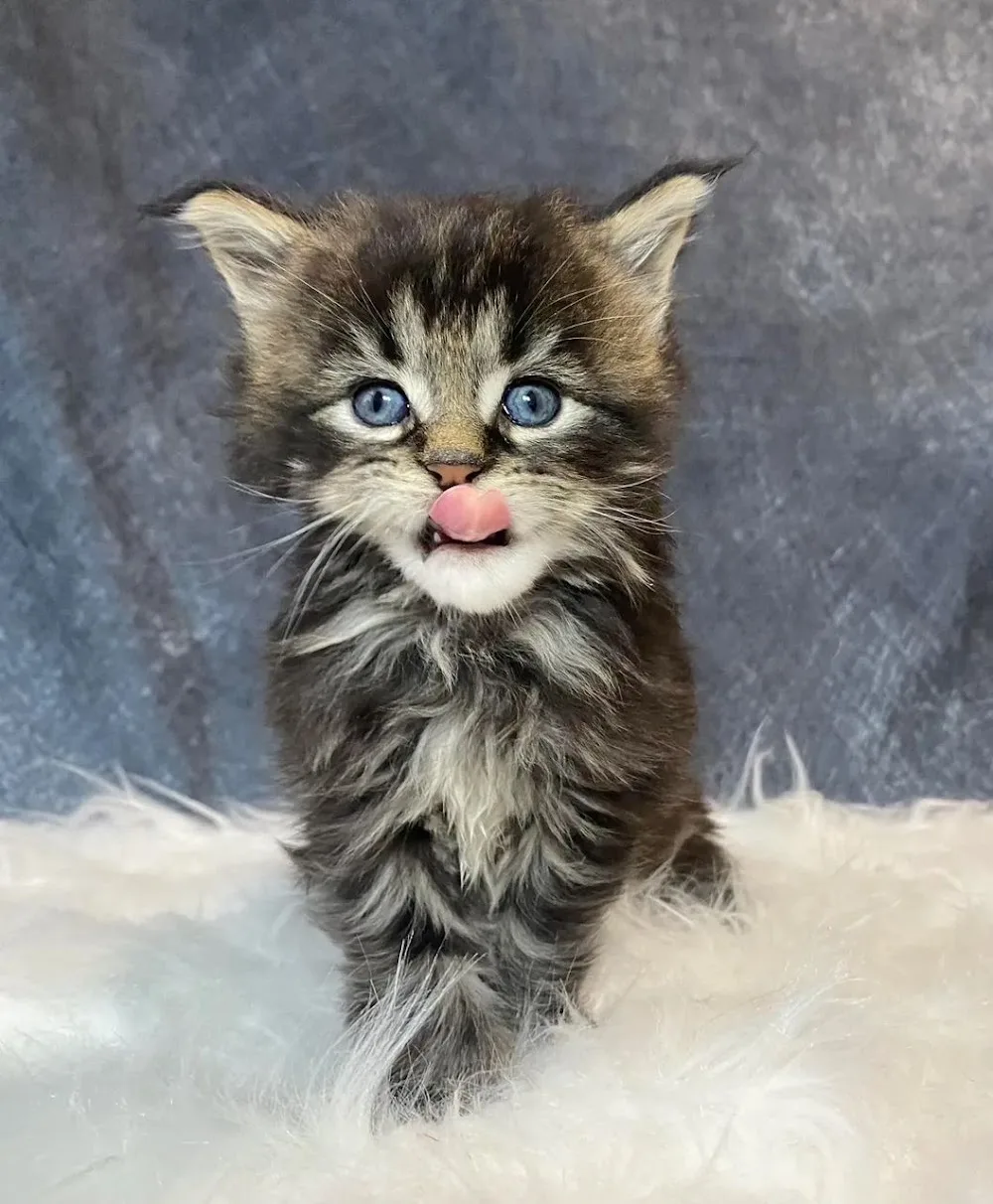 Majestic paws Maine coon Cattery - Lambeth pet otel