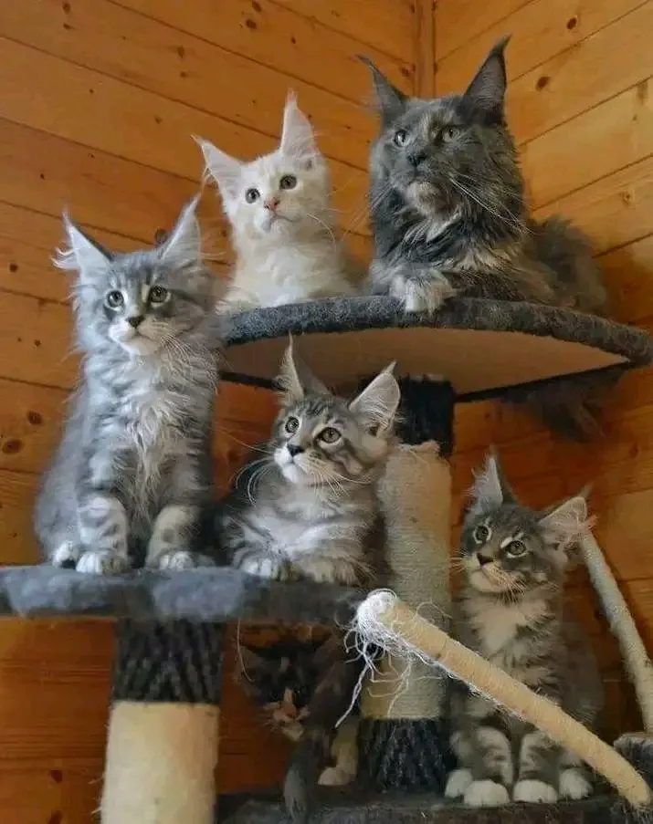 Majestic paws Maine coon Cattery - Lambeth pet otel görseli 3