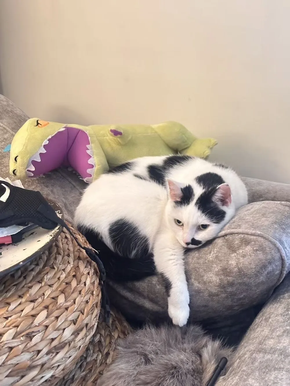 QCat Cattery - Lambeth pet otel