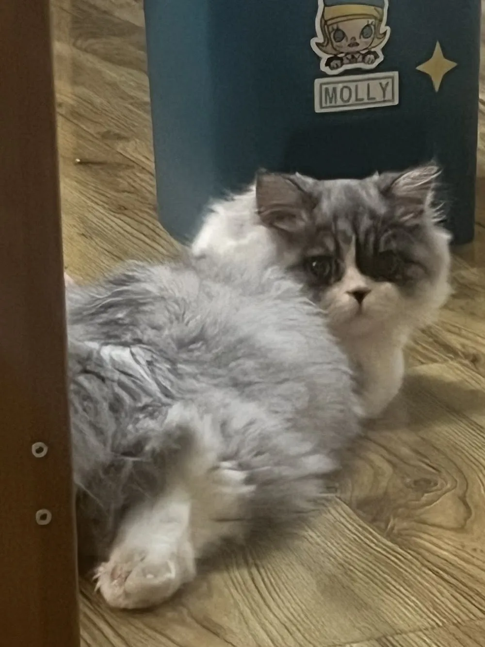 QCat Cattery - Lambeth pet otel görseli 3