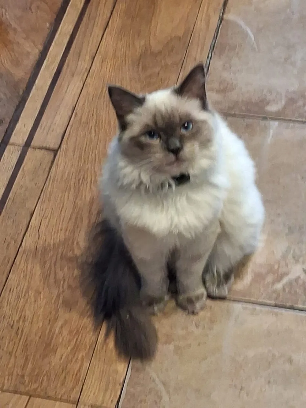 The Cat Butler Greenwich - Cat Sitting Service, Cattery Alternative - Lambeth pet otel görseli 3