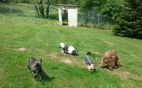 CATHERINE TEYCHENNE - Landes pet otel görseli 3