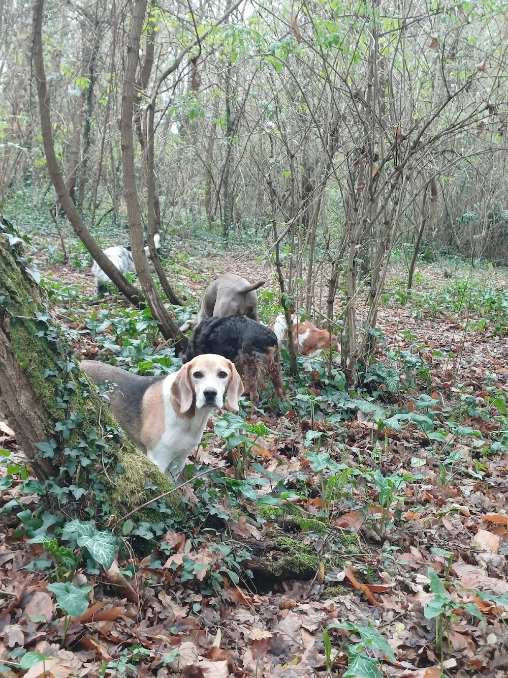 Com.des chiens éducation canine pension - Landes pet otel