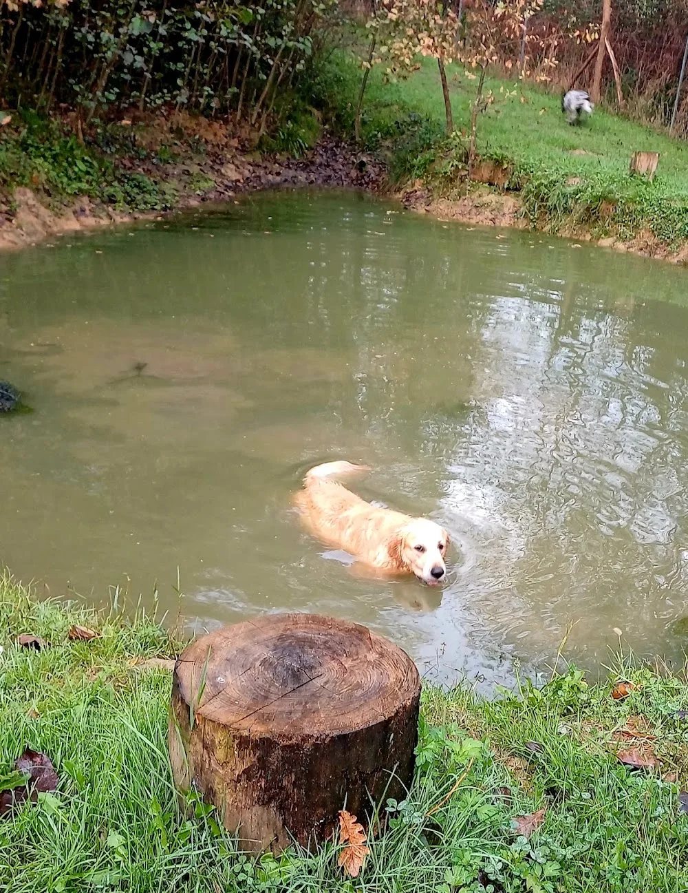 Com.des chiens éducation canine pension - Landes pet otel görseli 3