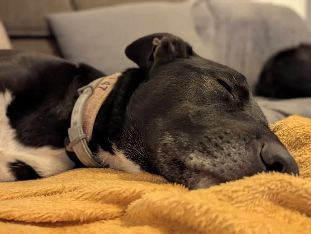 Jim&Otta, gîte et pension canine - Landes pet otel görseli 3