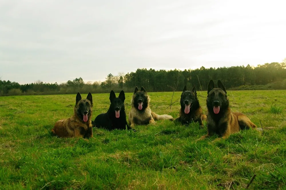 Pension Canine Au Coeur Des Pattes - Landes pet otel görseli 6