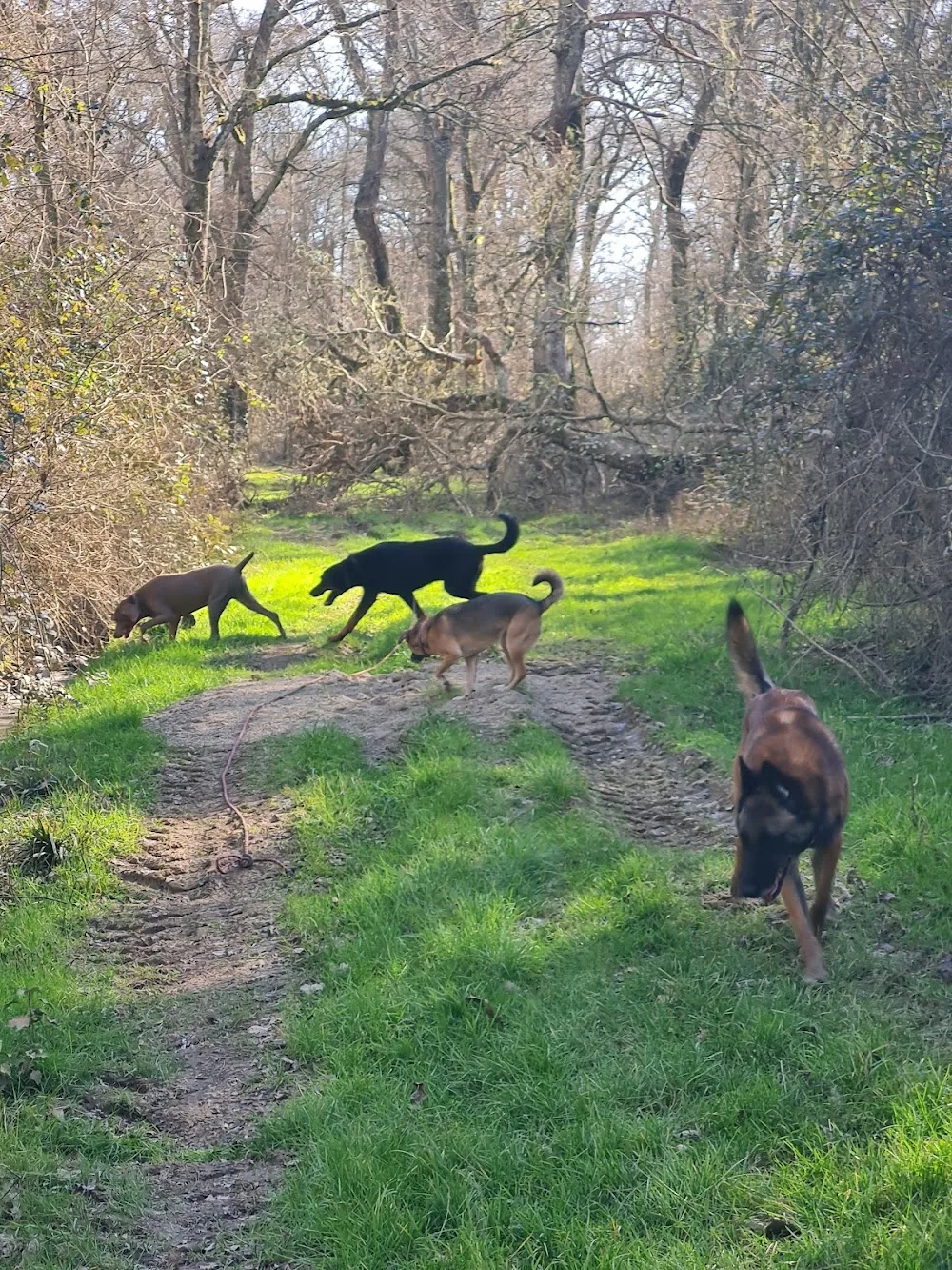 Pension Canine Au Coeur Des Pattes - Landes pet otel görseli 7