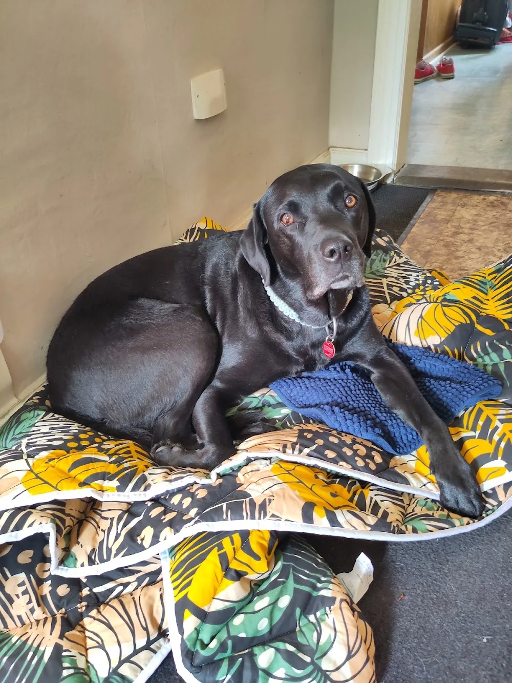 Elisas Hundehaus - Langelsheim pet otel görseli 3