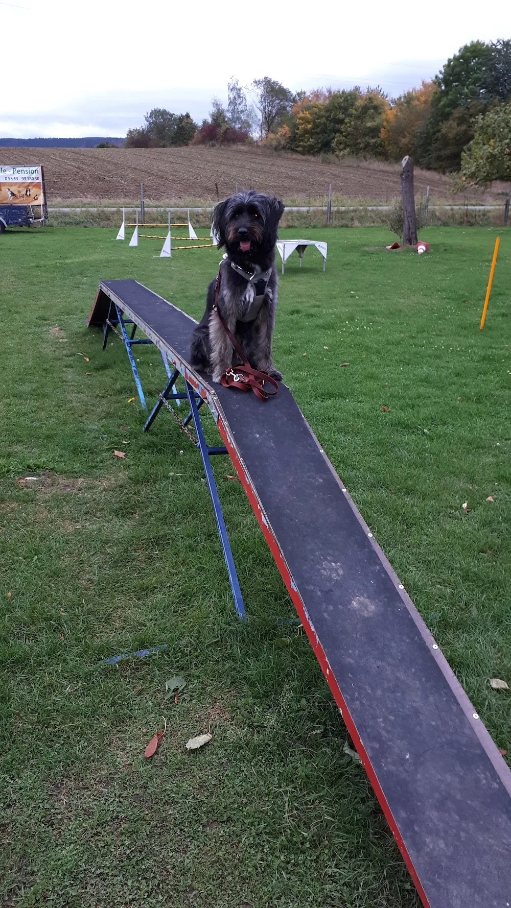 Heikes Hundeschule/Hundepension Dögerode - Langelsheim pet otel görseli 2