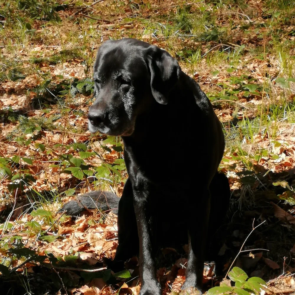 Heikes Hundeschule/Hundepension Dögerode - Langelsheim pet otel görseli 3