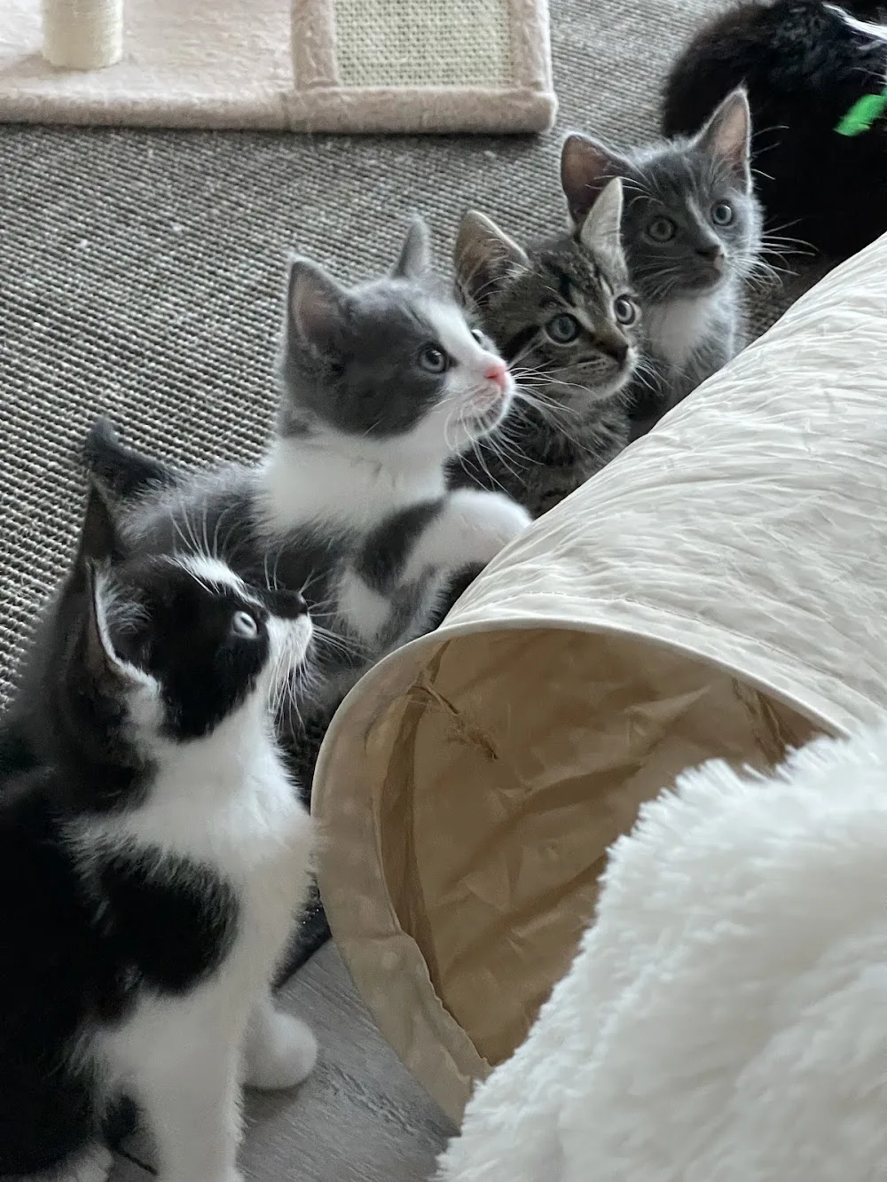 Jennifer Beck- Katzenberatung & Katzenbetreuung - Langelsheim pet otel görseli 3