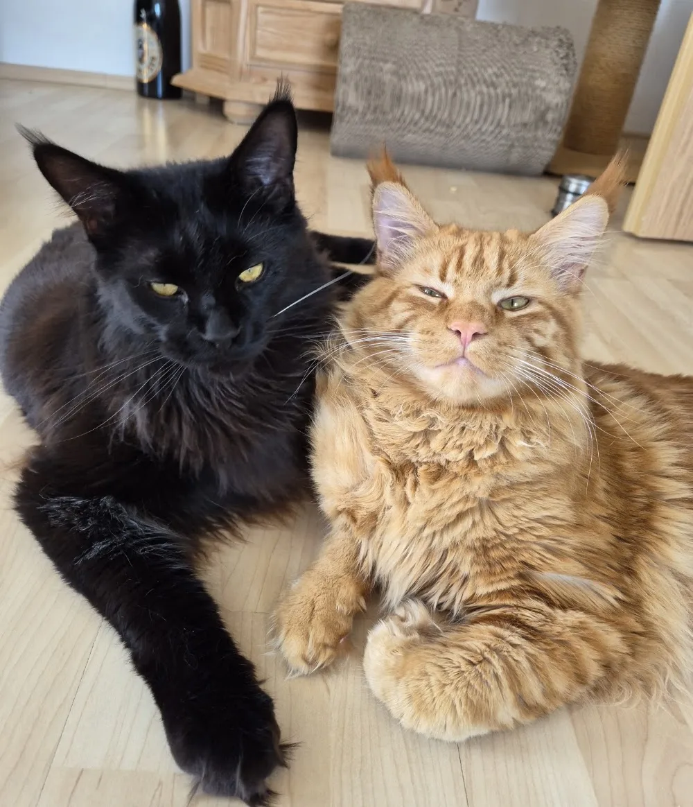Maine Coon Cattery von Nambur - Langelsheim pet otel