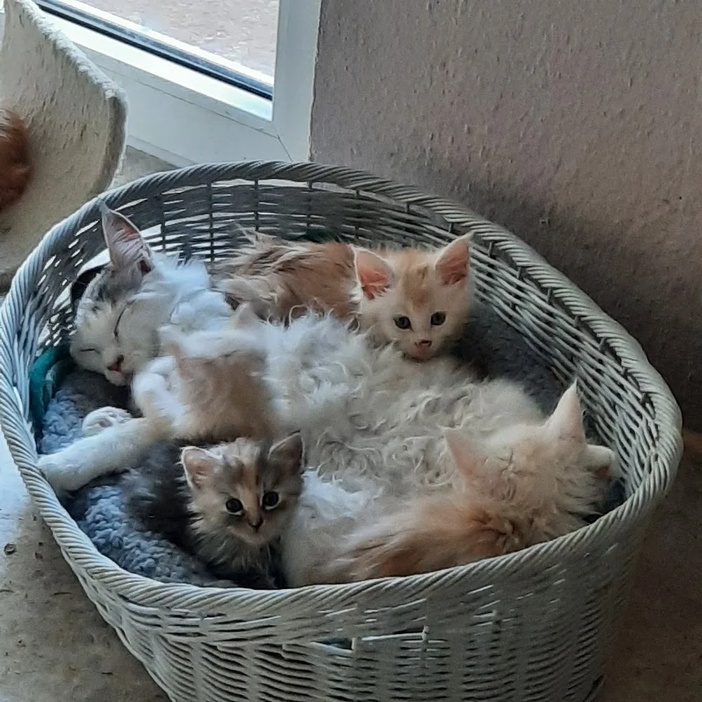Maine Coon Cattery von Nambur - Langelsheim pet otel görseli 3