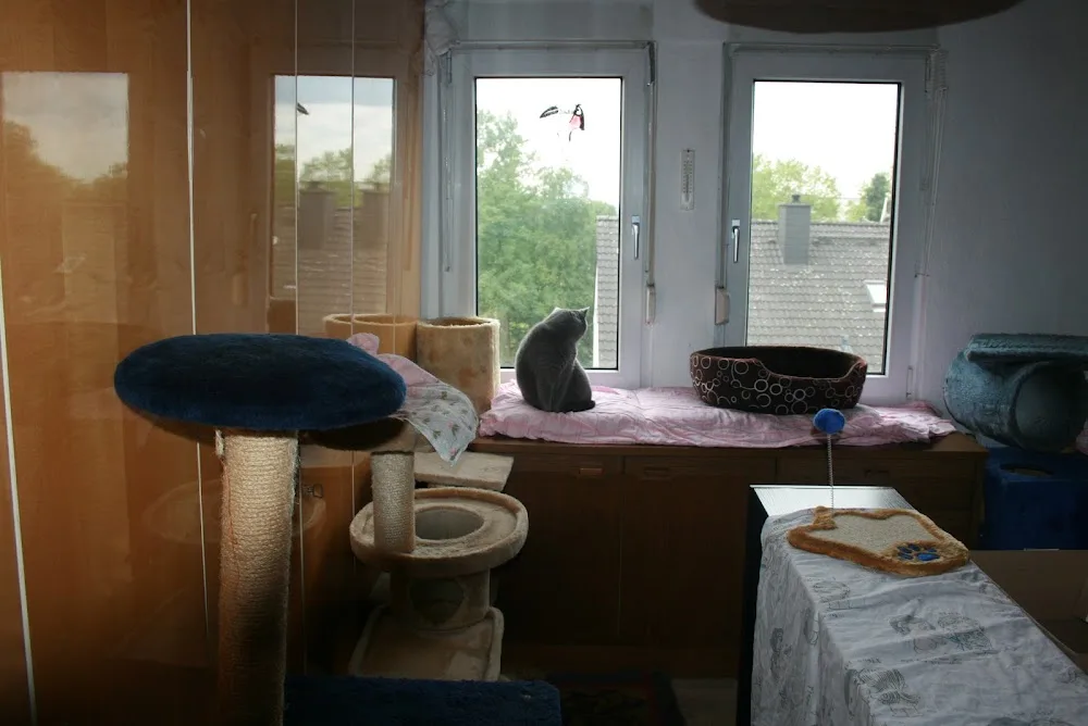 Ingeborg Saes Katzenpension-sofatiger - Langenfeld (Rheinland) pet otel görseli 3
