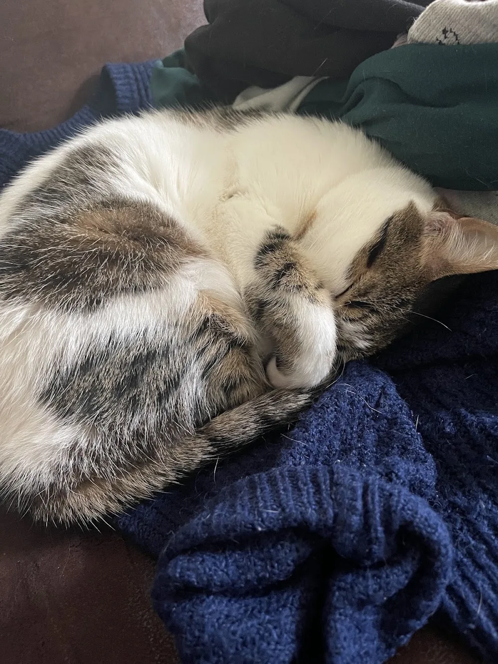 Katzen-, Kleintier- und Hausbetreuung Sabine Haufschildt - Langenfeld (Rheinland) pet otel