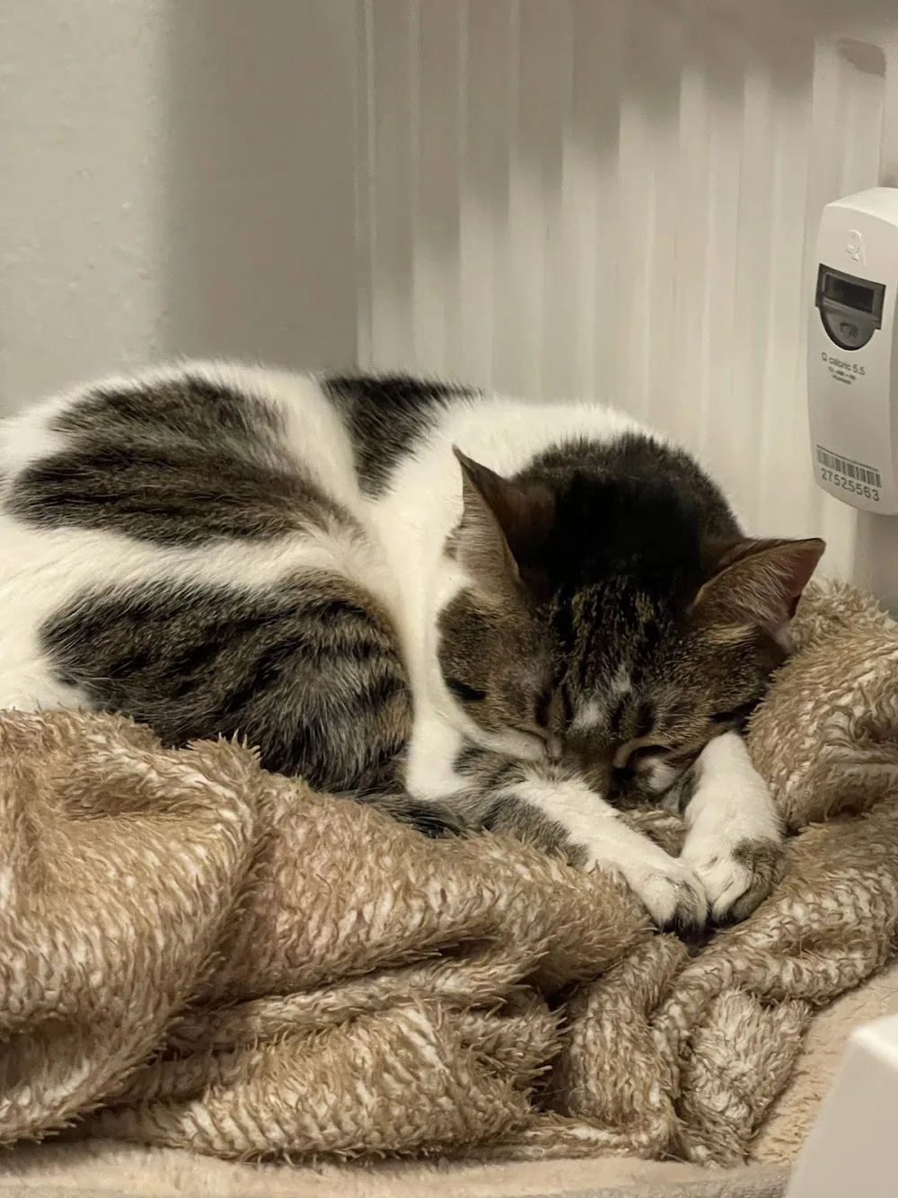 Katzen-, Kleintier- und Hausbetreuung Sabine Haufschildt - Langenfeld (Rheinland) pet otel görseli 3
