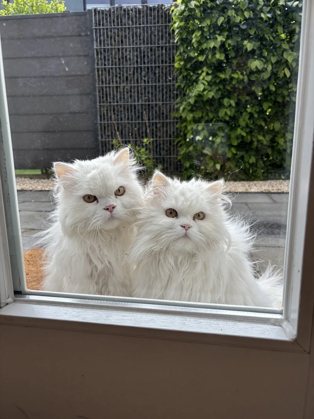 Katzenbetreuung Sarah Queren - Langenfeld (Rheinland) pet otel görseli 3