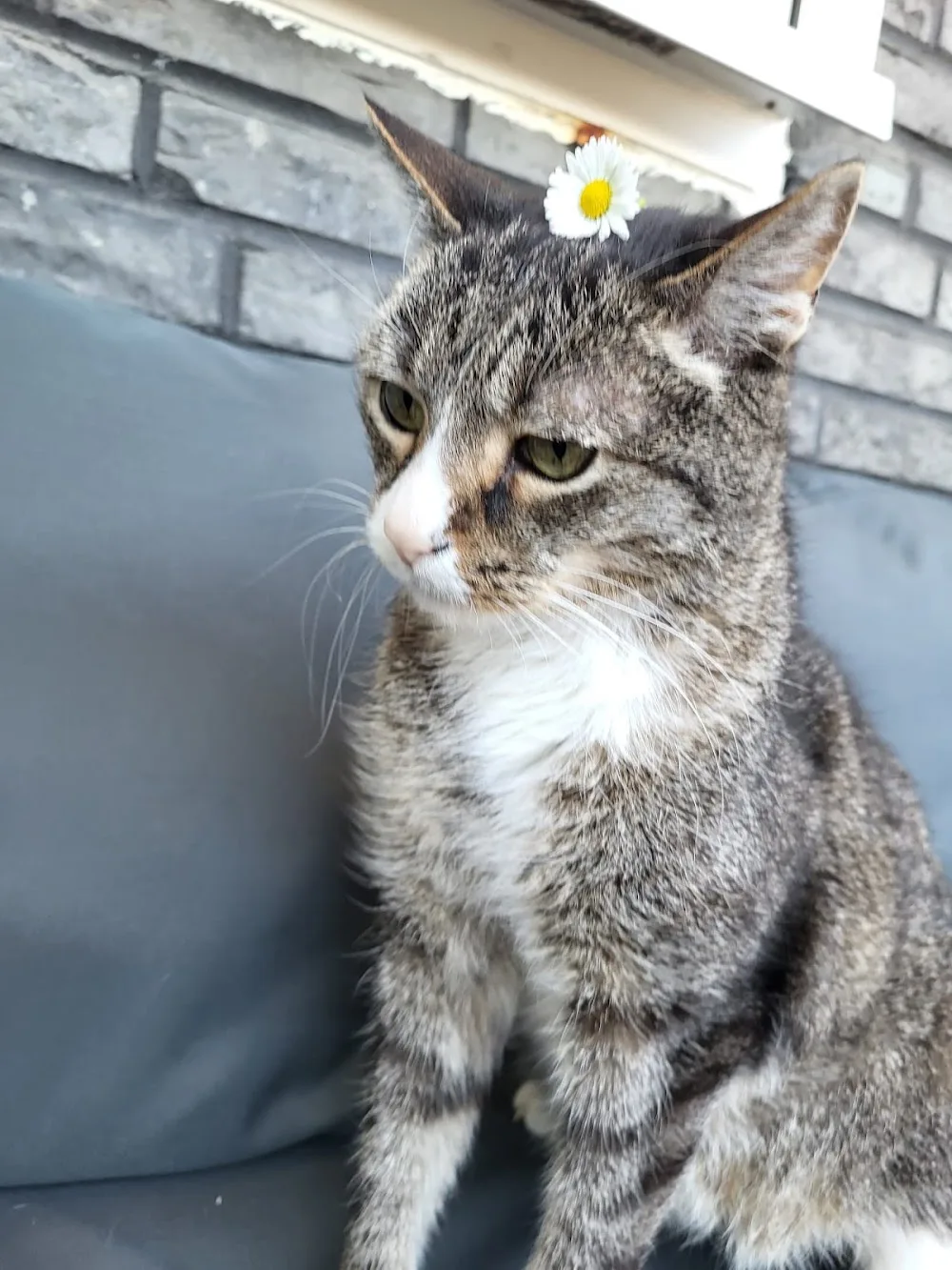 Sigrids mobile Katzenbetreuung - Langenfeld (Rheinland) pet otel görseli 2