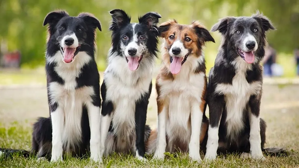 Midlands Canine Academy - Laois pet otel