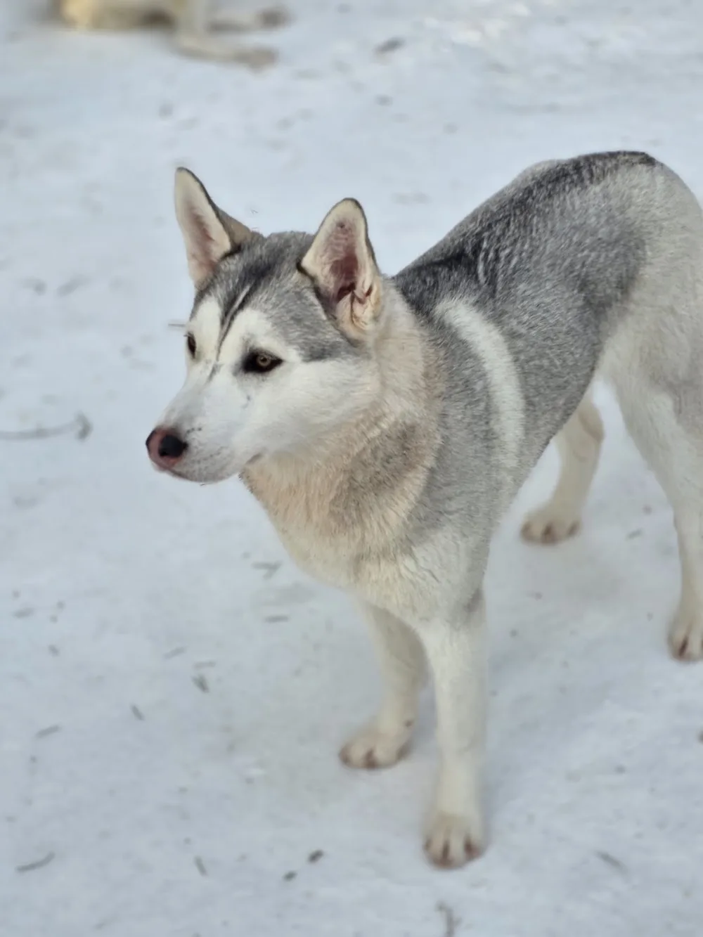 Happy Huskies - Lapland pet otel görseli 3