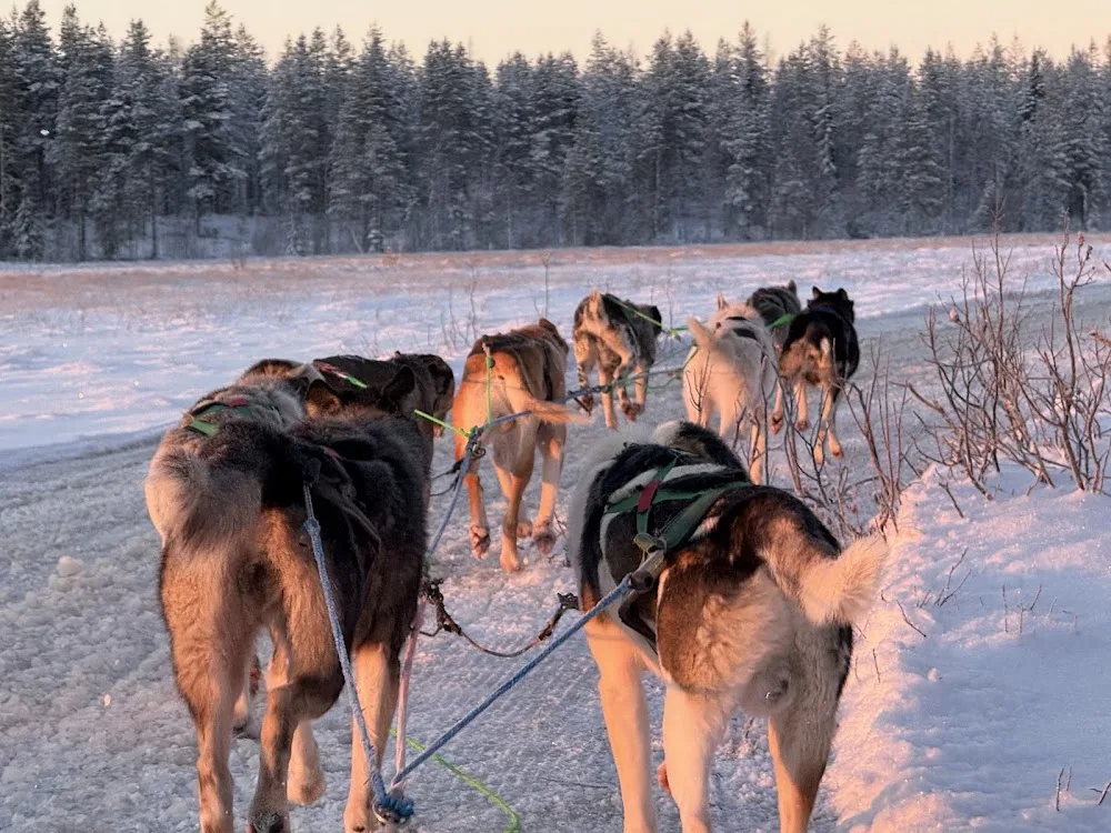 HHHusky - Lapland pet otel görseli 6