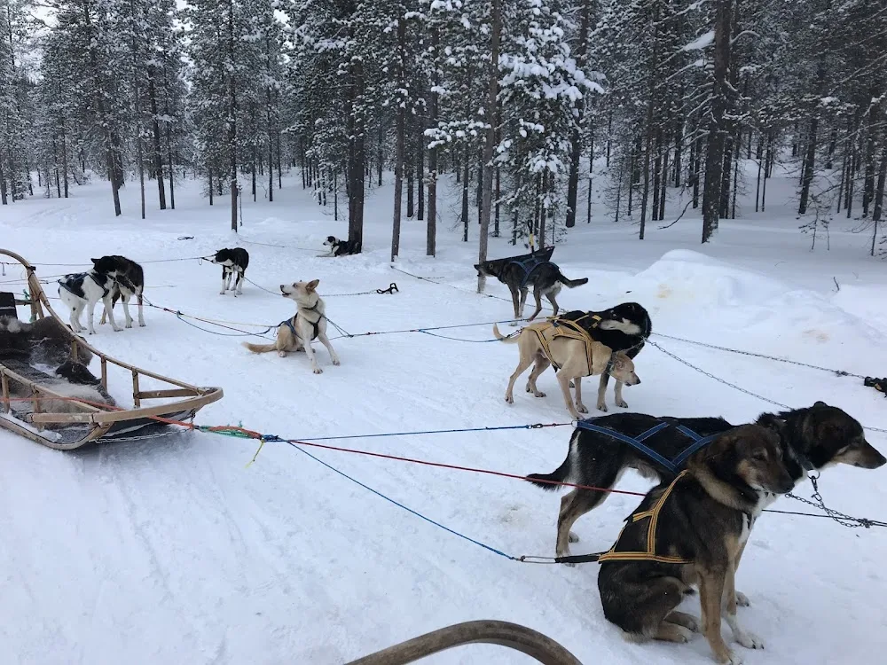 Husky Dogs Warehouse - Lapland pet otel görseli 3