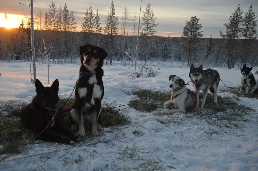 Pinewood's huskies - Lapland pet otel