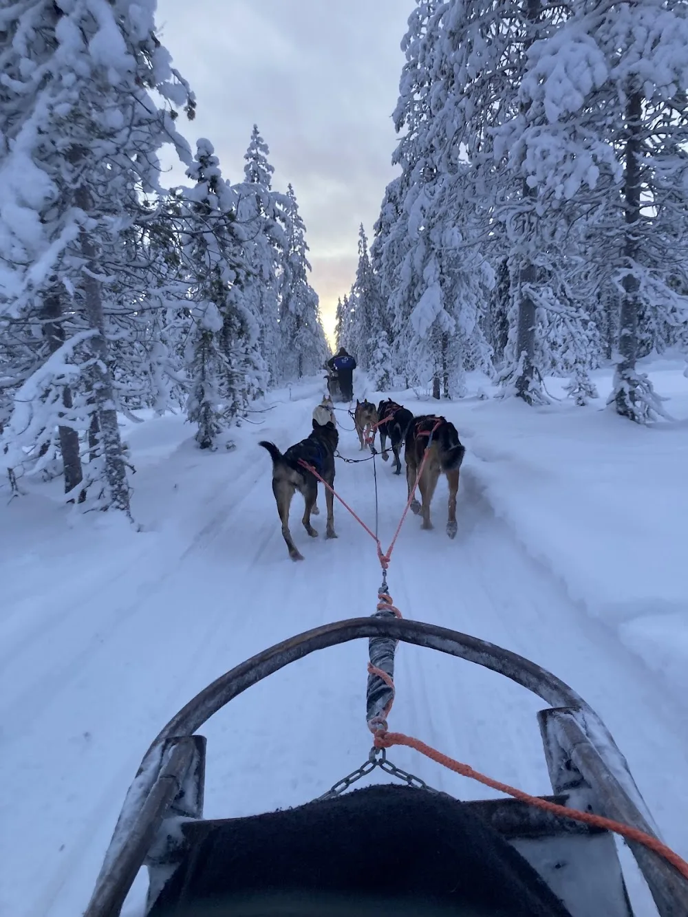 Pinewood's huskies - Lapland pet otel görseli 3