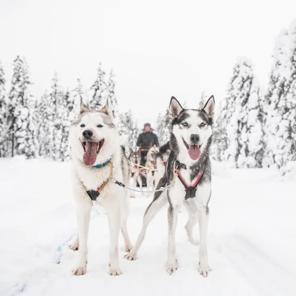 Tuulenpesä Huskyfarm & Home retreat - Lapland pet otel