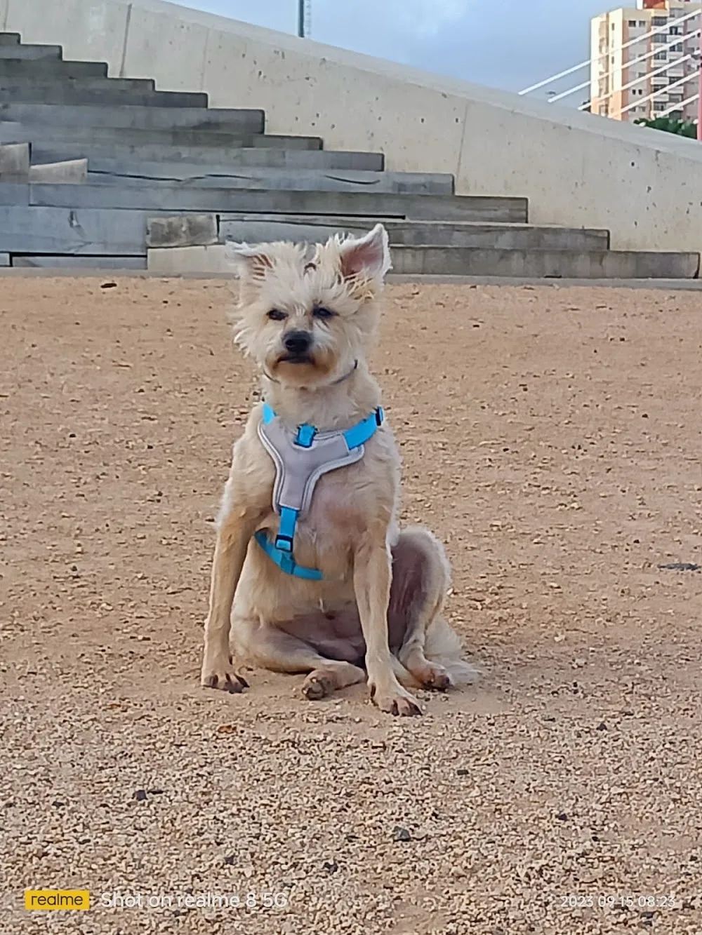 Magic Pets - Las Palmas pet otel