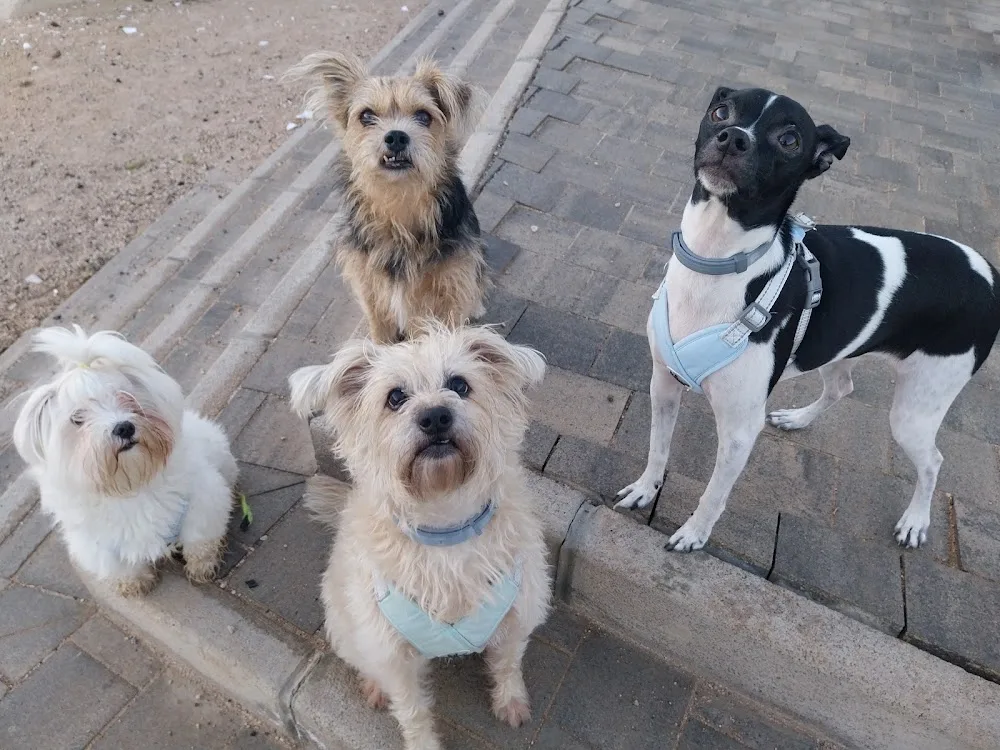 Magic Pets - Las Palmas pet otel görseli 3