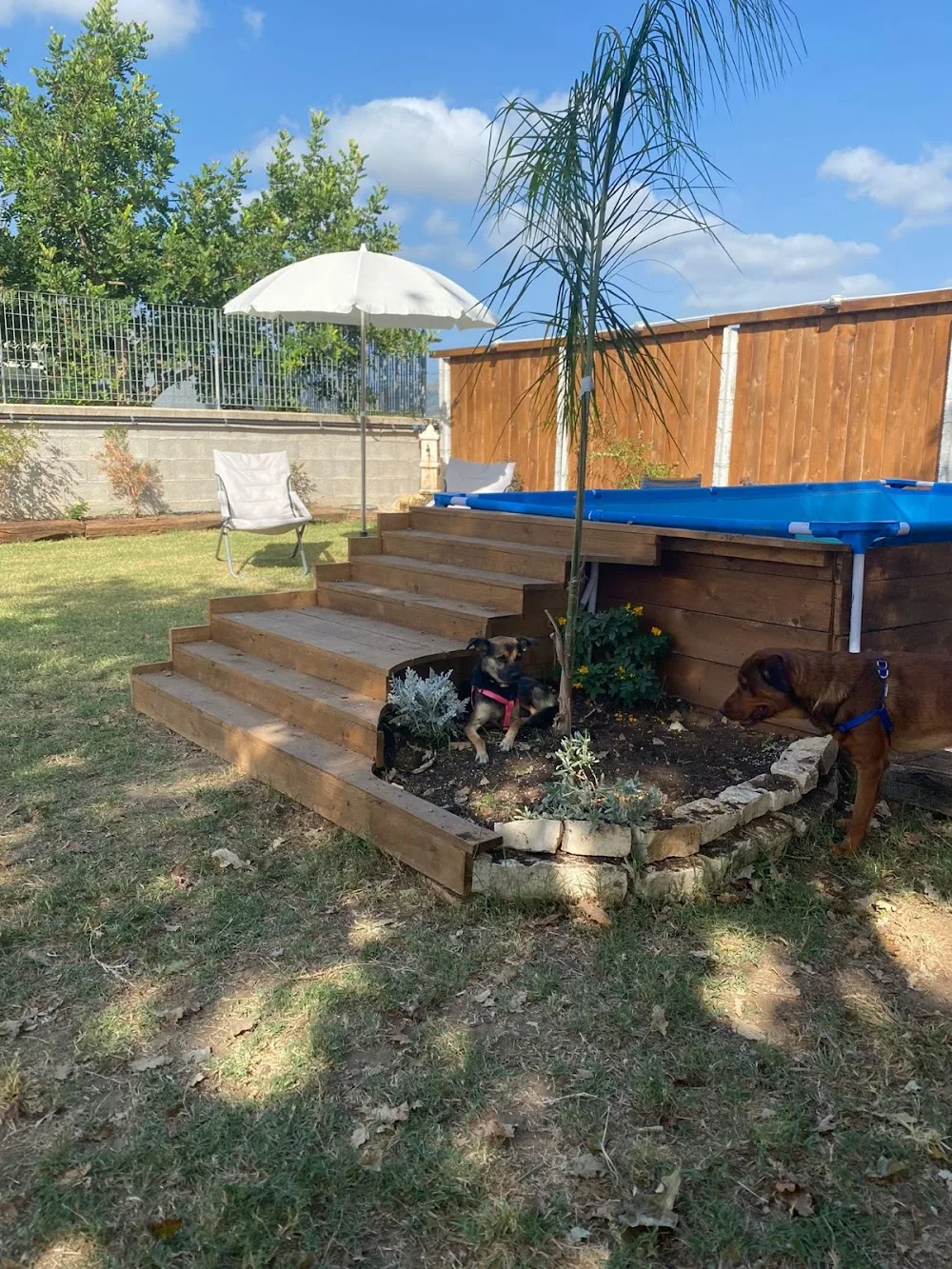 AlphaDog - Animal Resort - Latina pet otel