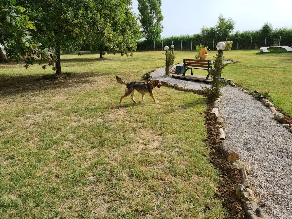 AlphaDog - Animal Resort - Latina pet otel görseli 3
