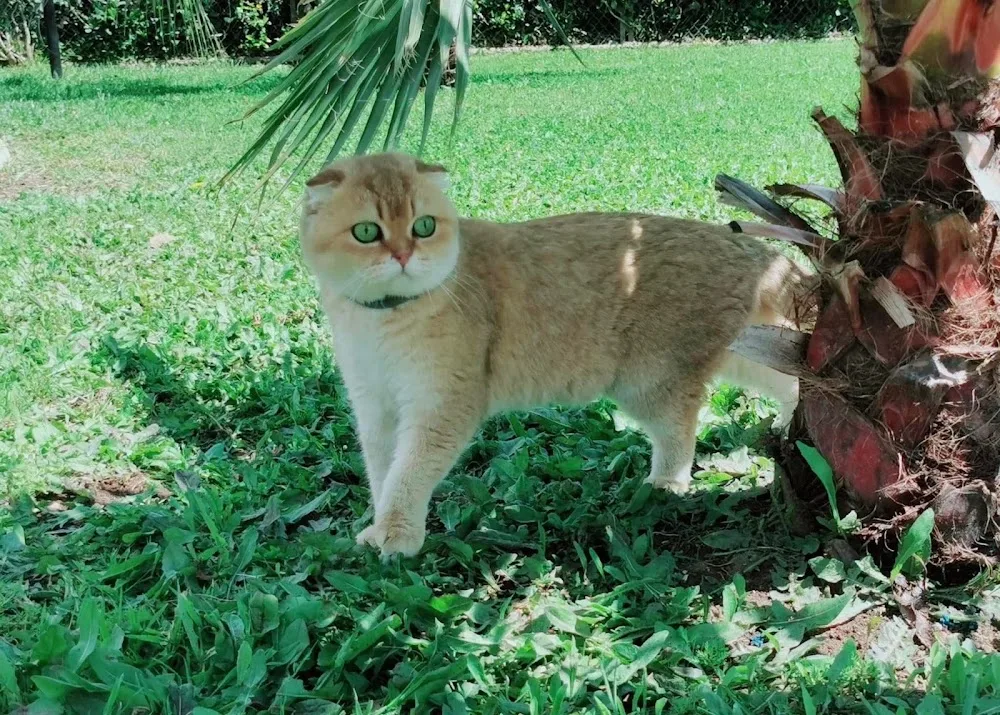 Cattery BellaFlò 🌸 allevamento di gatti scottish 🌸 - Latina pet otel