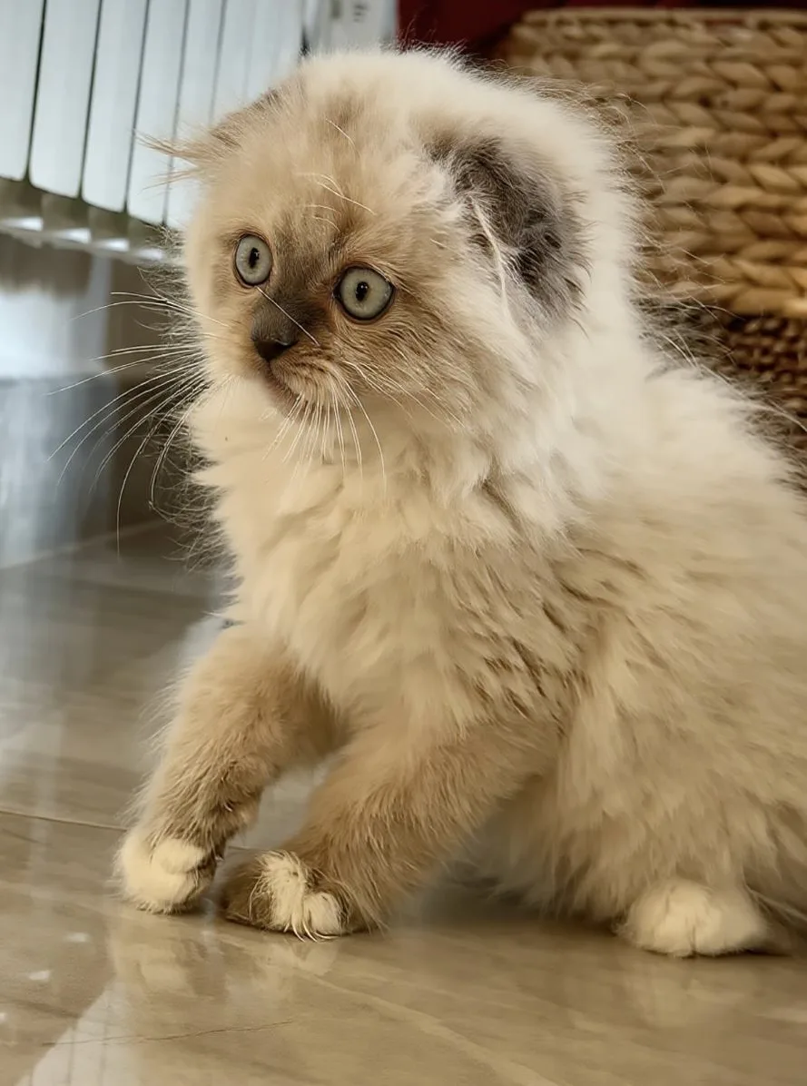 Cattery BellaFlò 🌸 allevamento di gatti scottish 🌸 - Latina pet otel görseli 3