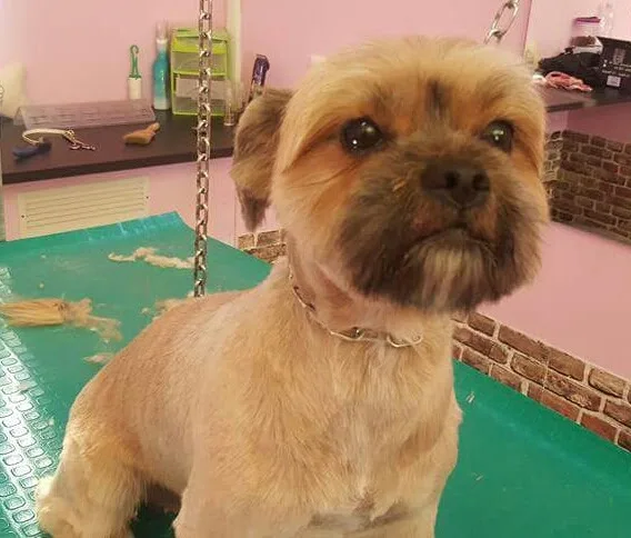 Le Orme Nel Cuore Pensione per cani - Latina pet otel
