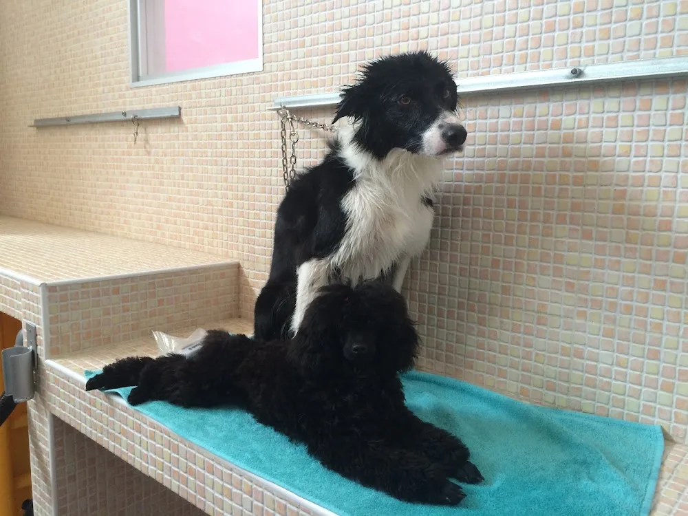 Le Orme Nel Cuore Pensione per cani - Latina pet otel görseli 3