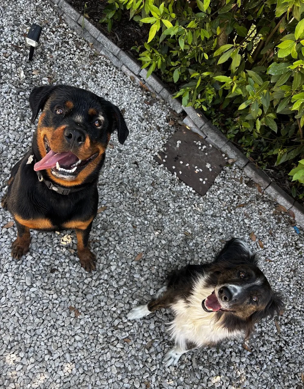 Pensione addestramento cani ITALY DOG - Latina pet otel görseli 3